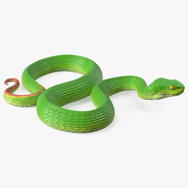 Creeping Green Viper Trimeresurus 3D