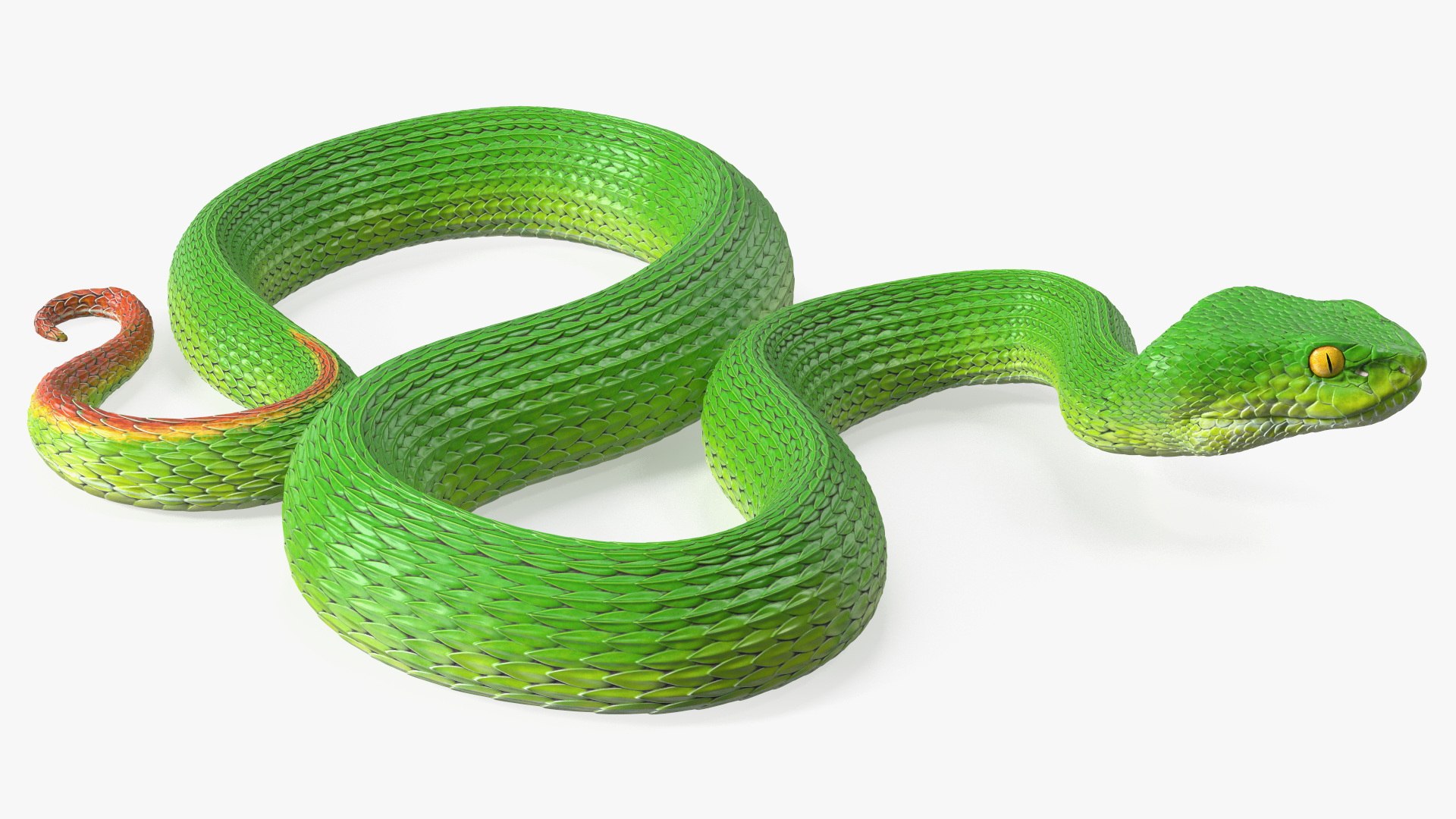 Creeping Green Viper Trimeresurus 3D model preview