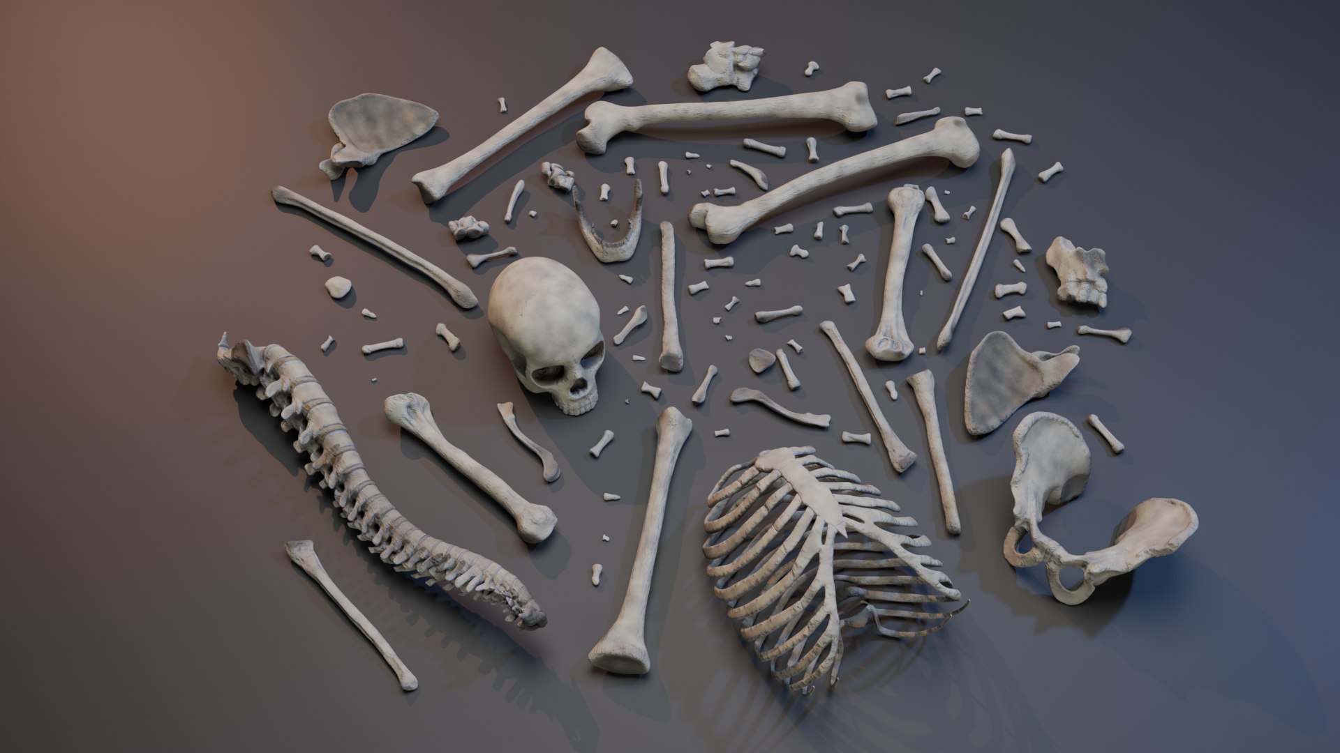 3D Skeleton - TurboSquid 2313313