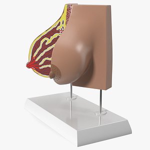 Female Breast Anatomy Model Pre-Pregnancy