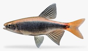 Pteronotropis euryzonus Broadstripe Shiner