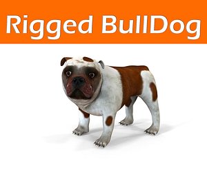 Bulldog Rigged model