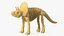 Triceratops Dinosaur Skeleton Toy