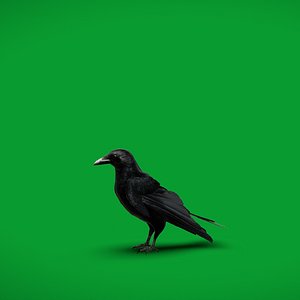 Carrion Crow Bird model