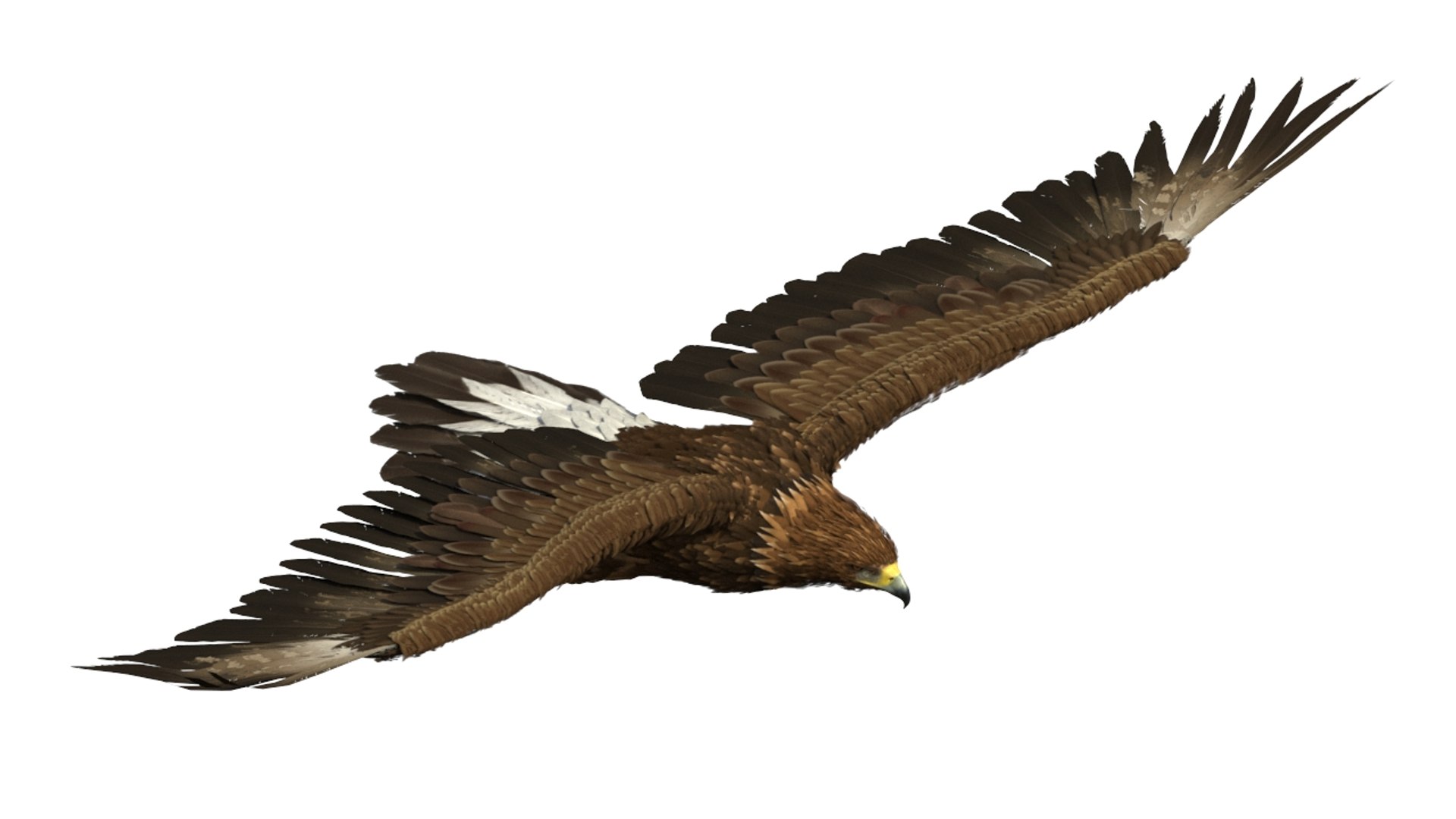 Realistic Golden Eagle Flying 3D model preview