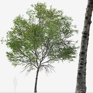 3D Set of Taiwan beech or Fagus hayatae Treess