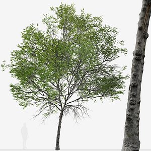 Set of Taiwan beech or Fagus hayatae Treess