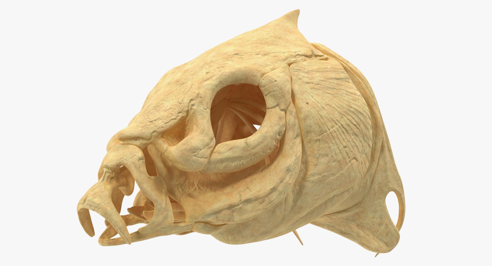 Fish Skull Bones 3D model preview