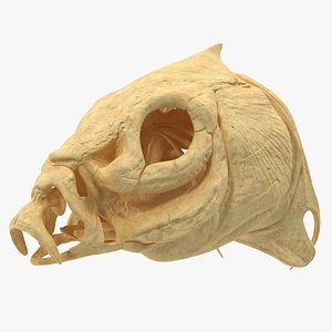 3D model fish skull bones