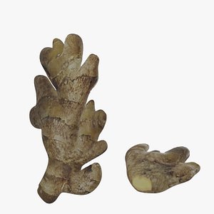 3D Ginger sub div1 model
