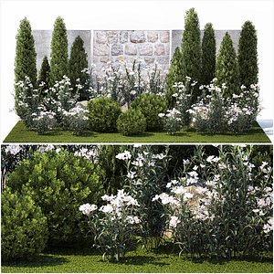 Garden with thuja cypress pine and Nerium oleander plant 1382