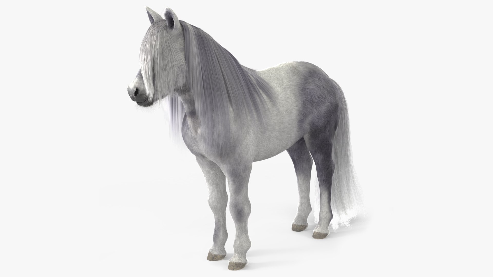 White Pony with Long Mane Fur 3D model preview