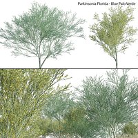 Parkinsonia Florida - Blue Palo Verde - 02