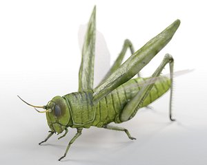Grasshopper Insect Rigged