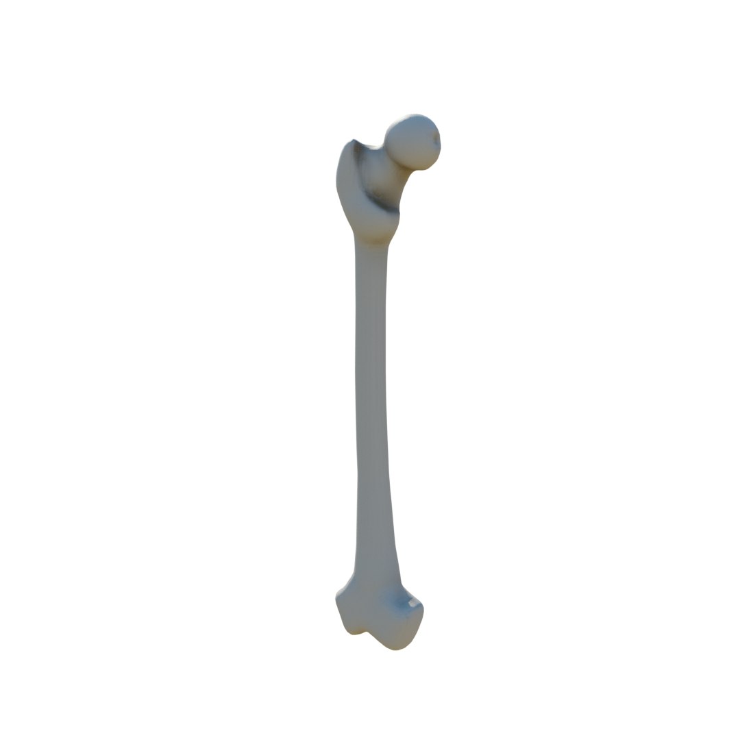 Human Femur 3D Model - TurboSquid 1532312