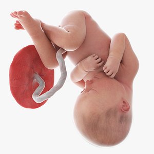3D model Fetus Week 35 Animated
