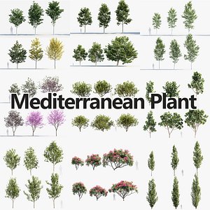 3D Package 06 Mediterranean Plants Collection model