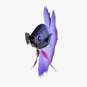 3D model Fighting Fish Betta splendens Rigged