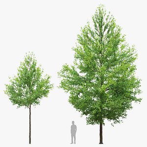 Pine oak 02