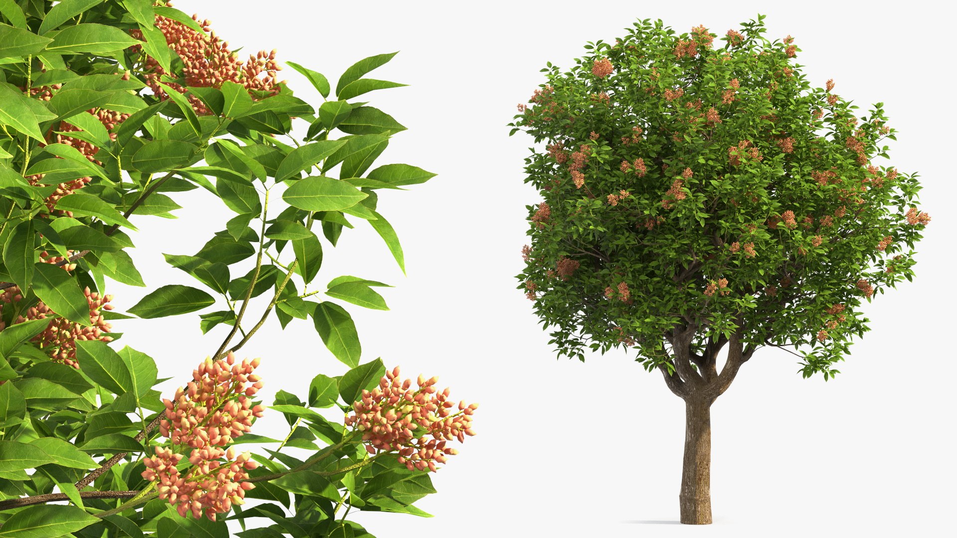Pistachio Tree with Nuts 3D model preview