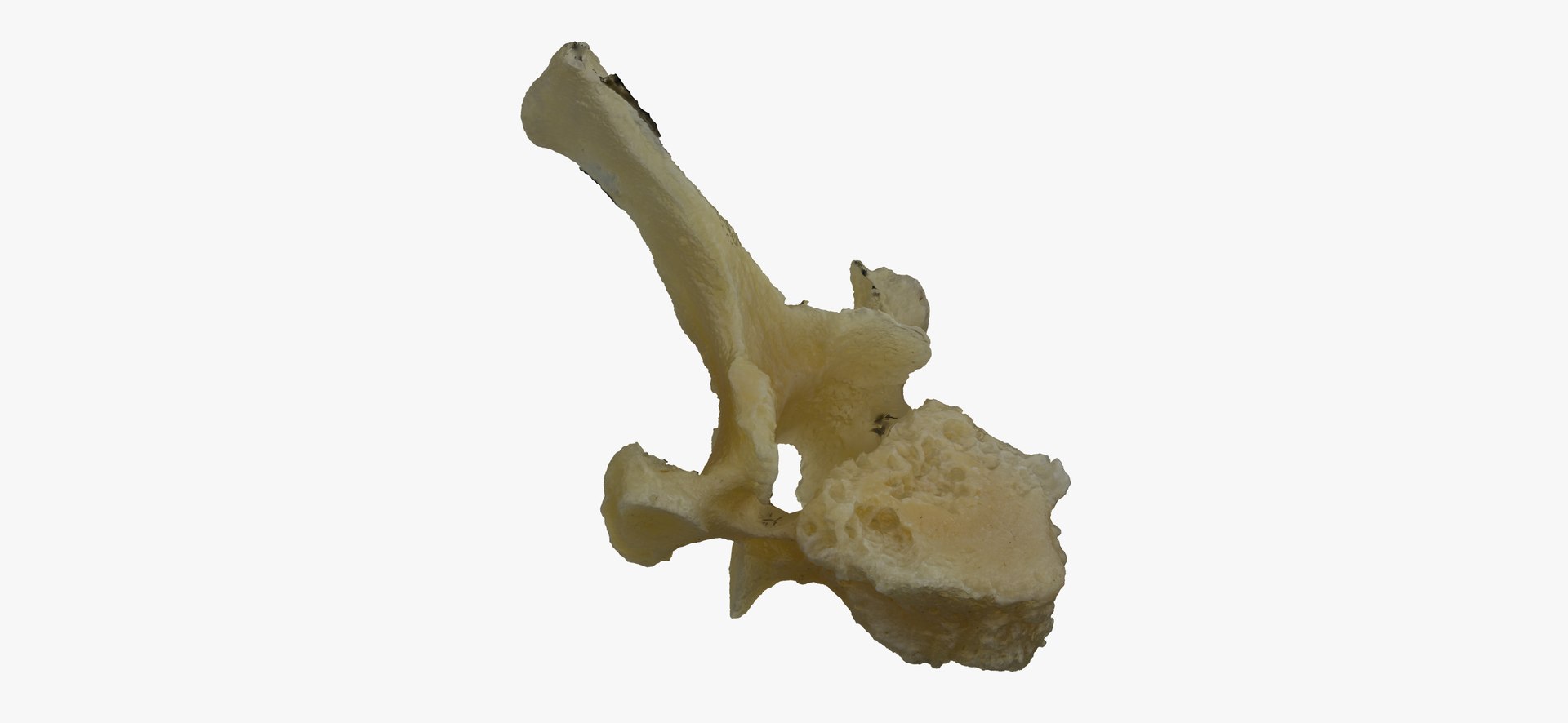 Pavian Monkey Male Thoracic Vertebrae TH5 RAW Scan Model - TurboSquid ...