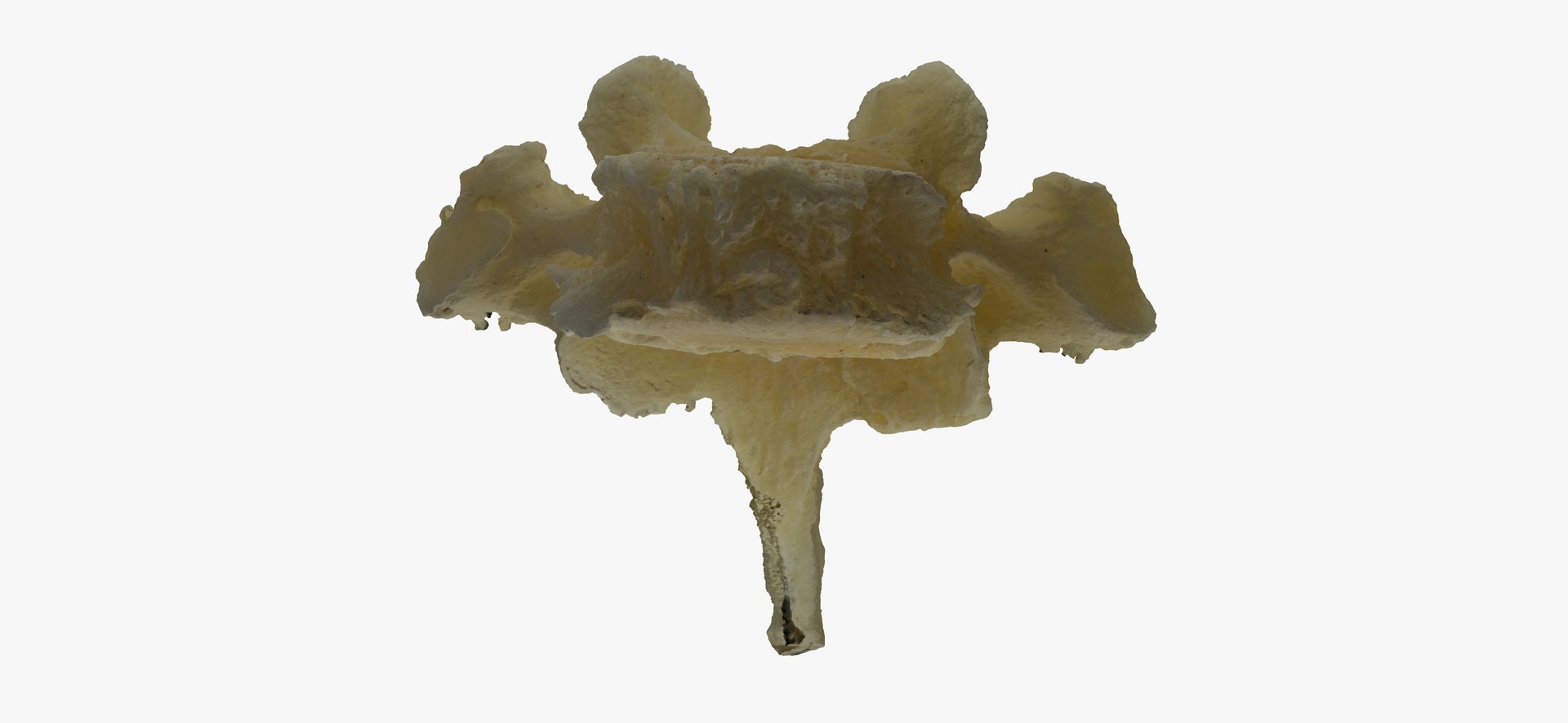 Pavian Monkey Male Thoracic Vertebrae TH5 RAW Scan Model - TurboSquid ...
