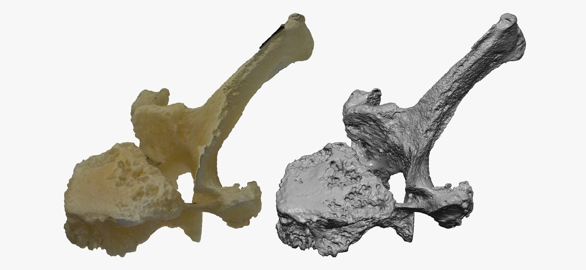 Pavian Monkey Male Thoracic Vertebrae TH5 RAW Scan Model - TurboSquid ...