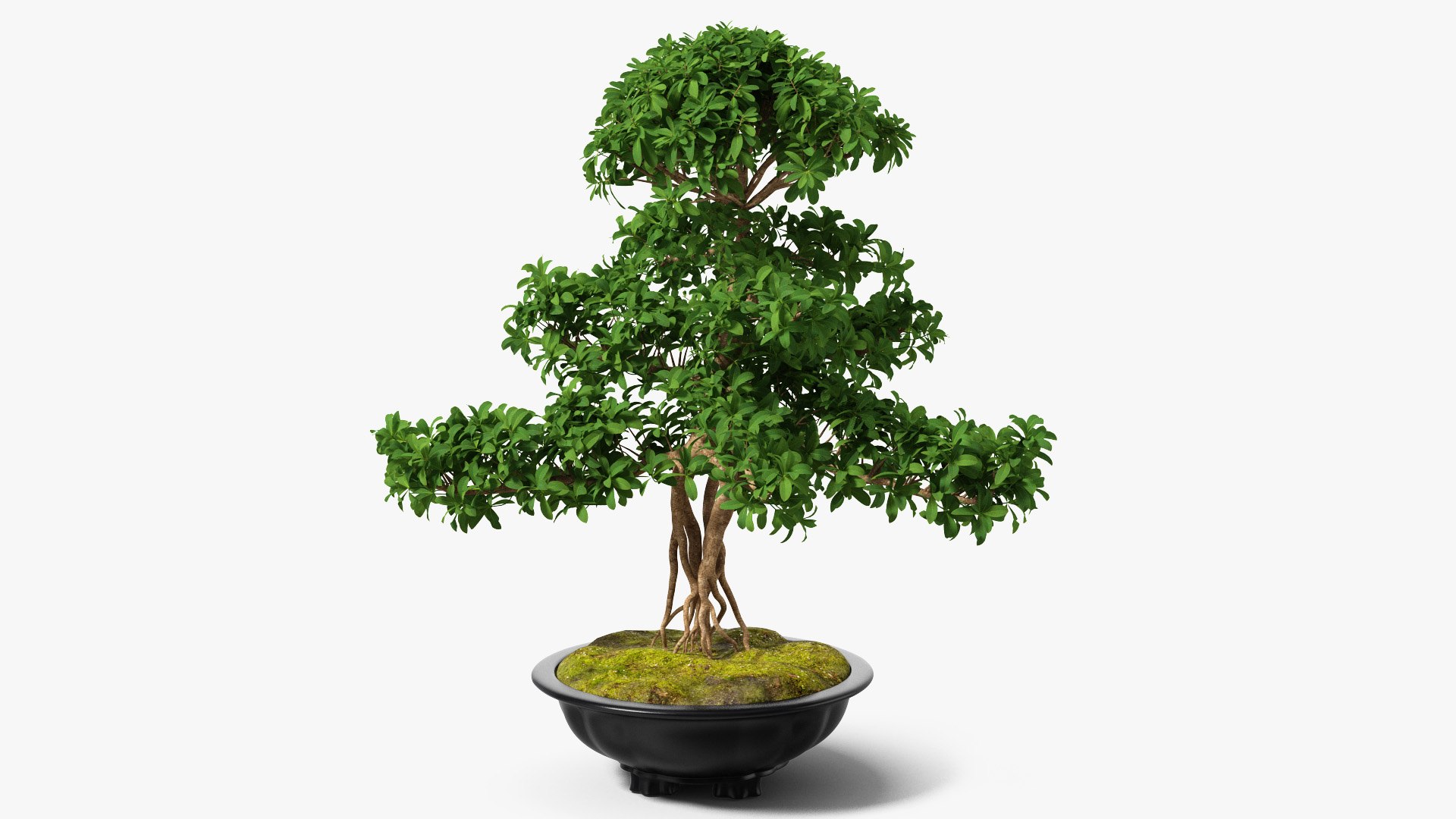 Bonsai Tree in Plastic Pot 3D model preview