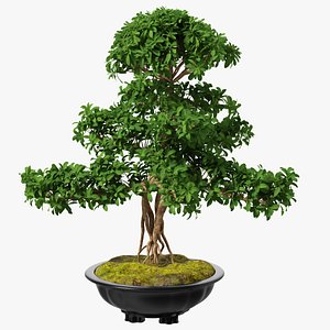 Bonsai Tree in Plastic Pot