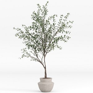 Tall tree in concrete pot