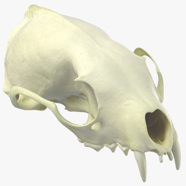 white_breasted_marten_skull_02_square_0000.jpg
