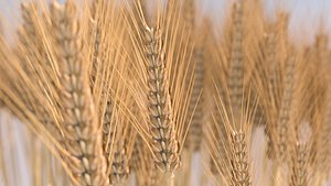 3D wheat crop eat model