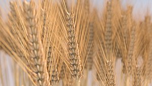 Wheat Crop