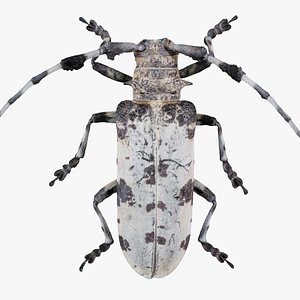 Longhorn Beetle Cerambycidae Remastered 3D