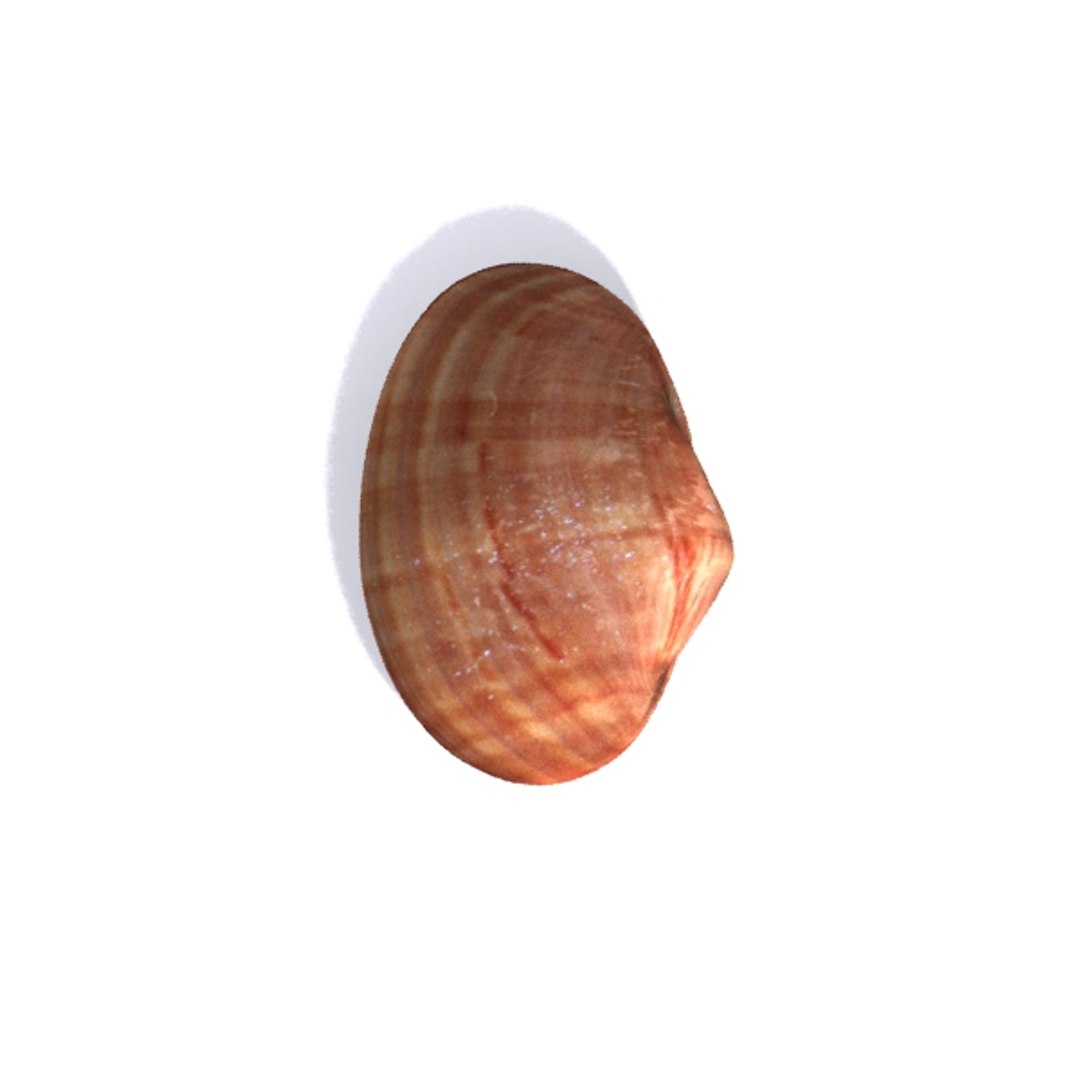 smooth shell 3d max