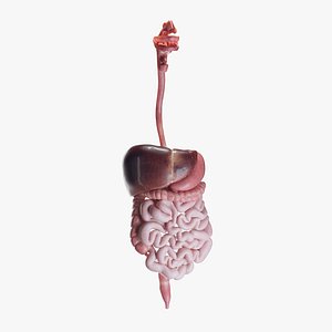 Human Digestive System
