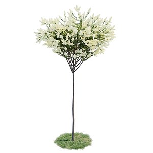 Lilac - Lagerstroemia indica 3D model