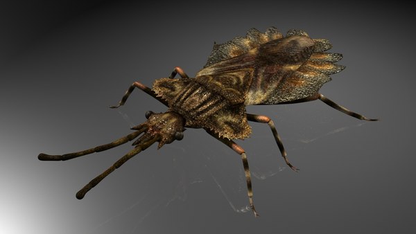 3D insect model - TurboSquid 1214932