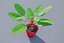 3D potted house plant model