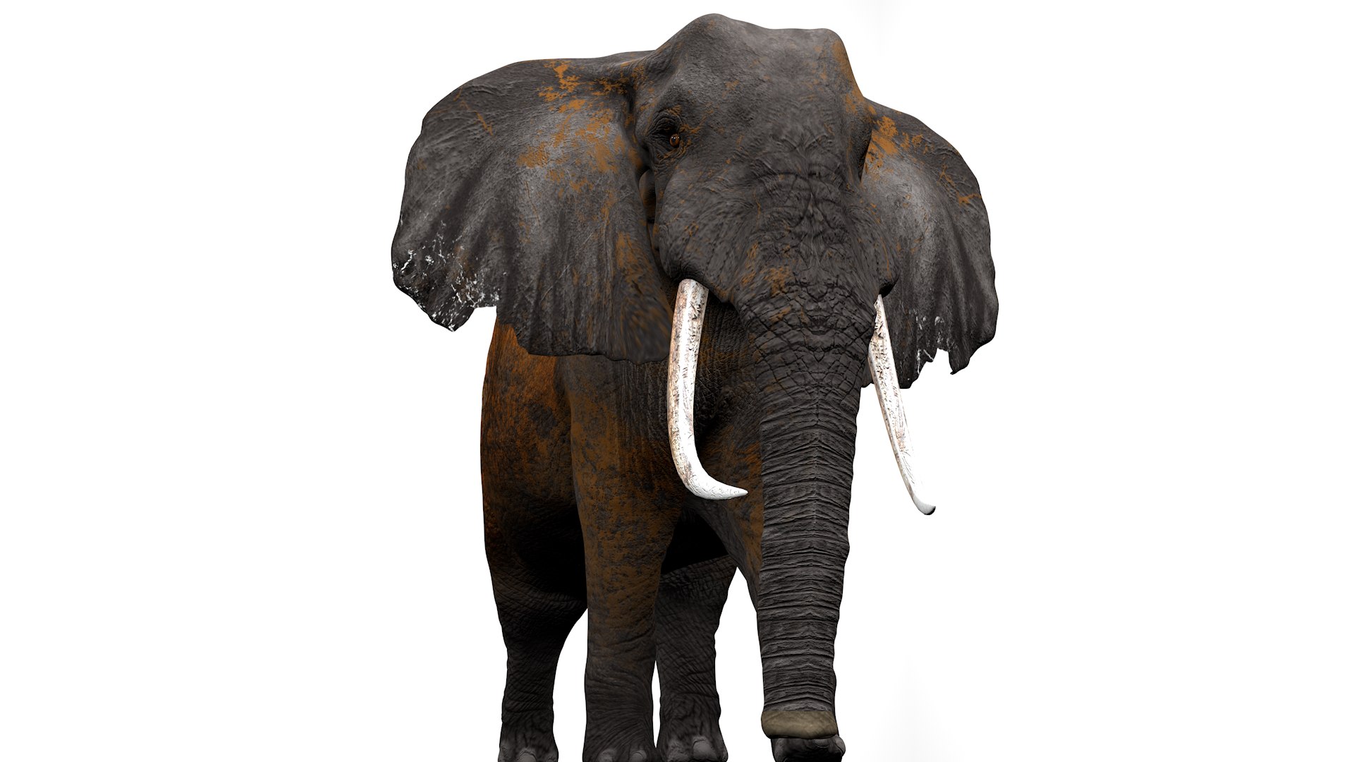 African Elephant RIGGED L2382 - TurboSquid 2395335