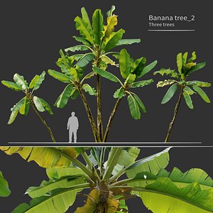 Banana tree02