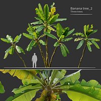 Banana tree02