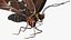 3D Animated Morpho Peleides Butterfly Flies Rigged model