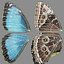 3D Animated Morpho Peleides Butterfly Flies Rigged model