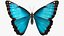 3D Animated Morpho Peleides Butterfly Flies Rigged model