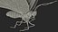 3D Animated Morpho Peleides Butterfly Flies Rigged model