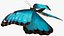 3D Animated Morpho Peleides Butterfly Flies Rigged model