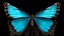 3D Animated Morpho Peleides Butterfly Flies Rigged model