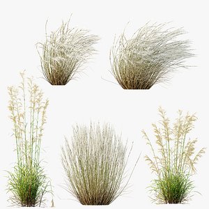AV Celtica Gigantea Stipa Golden Oats and Stipa Tenuissima Ostnica Mocna Pony Tails