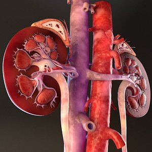 Kidney